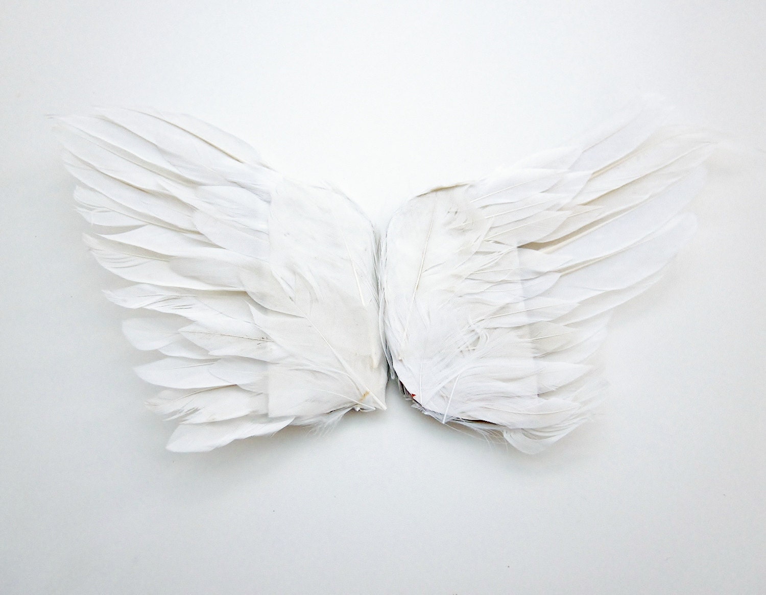 dead angel wings