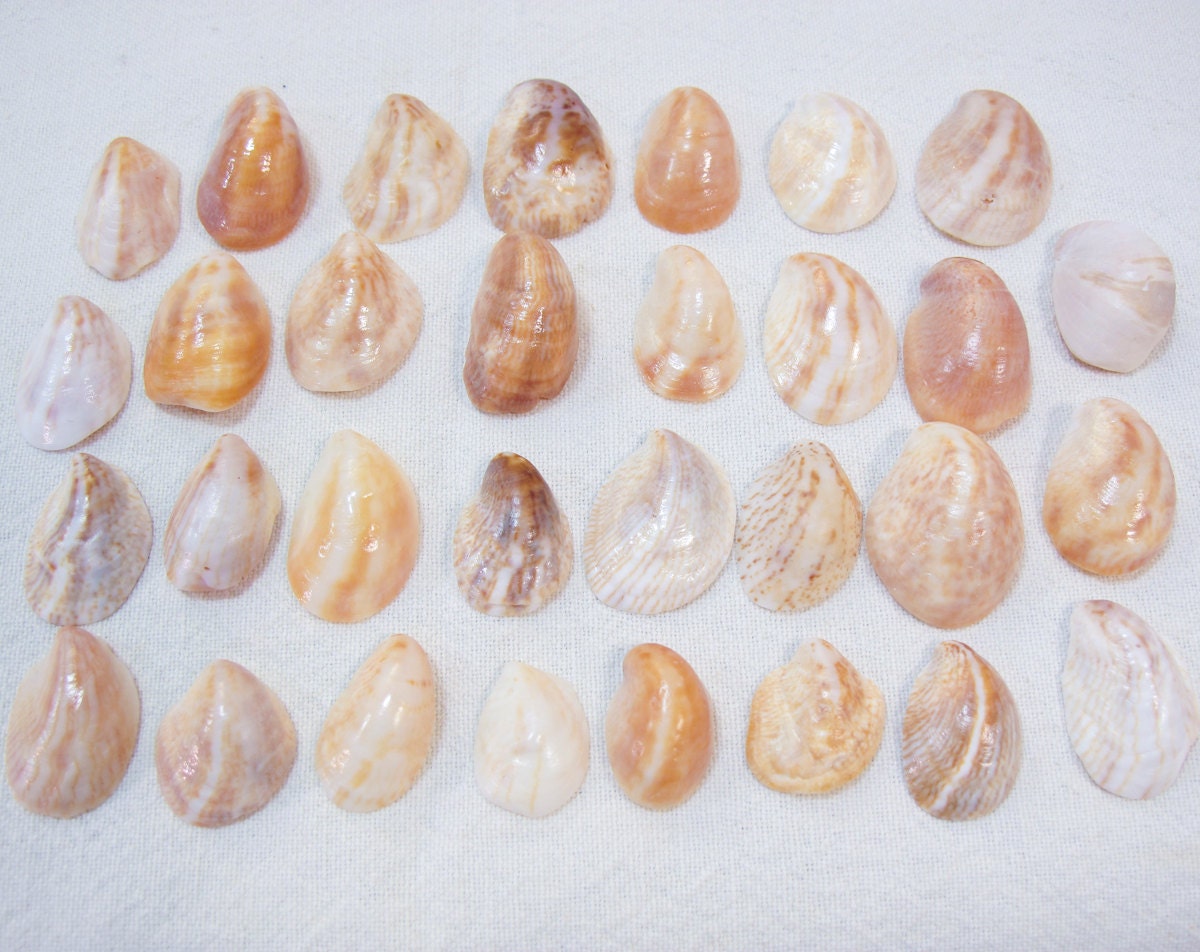 Slipper Shells - Sanibel Island, Captiva, Florida Slipper Snail Shells -31 Shells