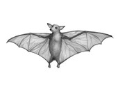 5x7 Giclee Print Halloween Tiny Bat pencil illustration