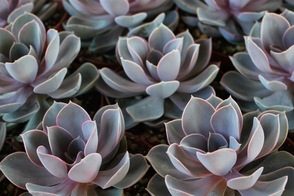 Ten Echeveria Pele Von Nurnberg Hybrid Purple Succulents in their 4" containers for Wedding Decor, Corsages, centerpieces