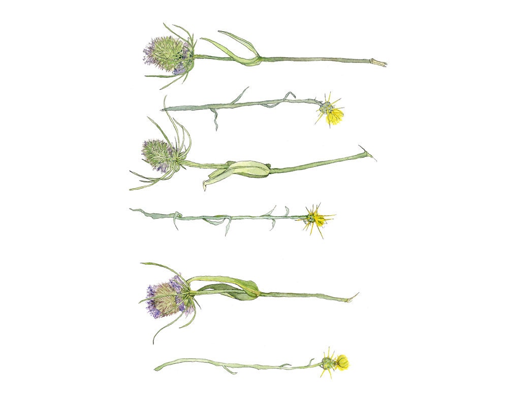 Purple and Yellow Thistle, Eco-Friendly Print, 8x10