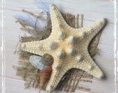 Beachcomber Boutonniere - Sea Weddings - Coastal Wedding - Starfish Feather Seashells - Groom Groomsmen - Natural - Destination Beach