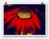 Flower Photography, cone flower, The Red Hot Flower, 8x10print