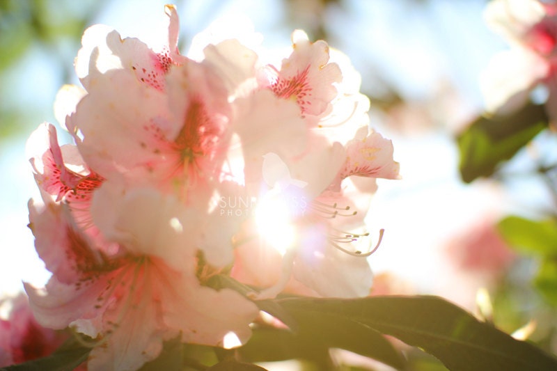 Nature photography - archival print - pure beauty  - flower photography - 12x8 fine art photograph