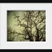 Spooky Halloween Decor Gothic Nature Print Olive Tree Rustic Autumn Woodland Moody Mysterious Green Black Creepy Scary Tree.