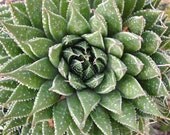 Aloe aristata.  Beautiful form