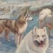 Vintage Dog Print - Siberian Huskies  and Samoyeds - Edward Herbert Miner - 1940s Dog Sled