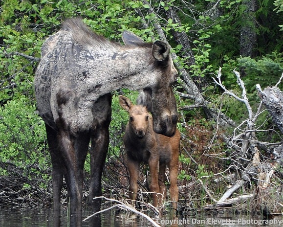 4 x 5.5" Notecard, Blank Inside, Mama and Baby Moose