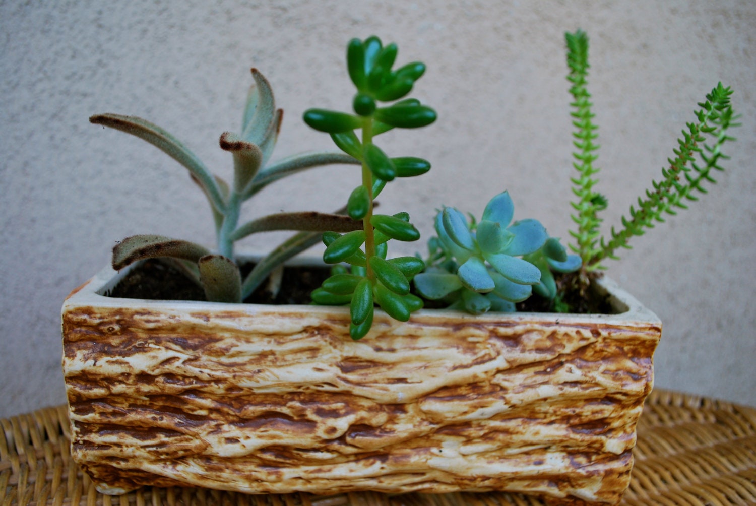 Vintage wood log Planter with succulents 1950s