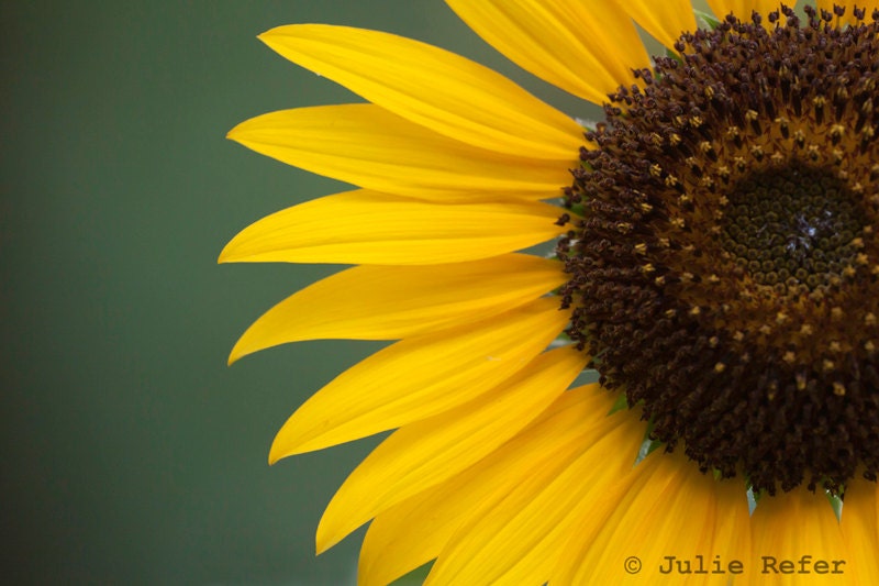 Sunflower photo fine art flower print