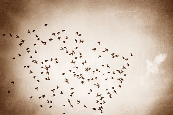 Flying Bird Photography - brown neutral wall art birds fly sky beige earthy black white print nature fine art photography - 8x12 Photograph