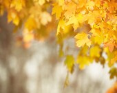 Large Autumn Photography - fall leaves wall art tree leaf yellow orange gold brown beige golden nature fine photography - 24x36 Photograph