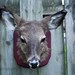 SALE 25 DOLLARS OFF - Taxidermy Doe Head Mount on panel odd curio weird macabre