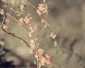 Woodland spring  floral Tree Photograph- pale, pink, twigs, pastel, romantic, flowers, branches, dreamy, fine art photograph,8x10 print
