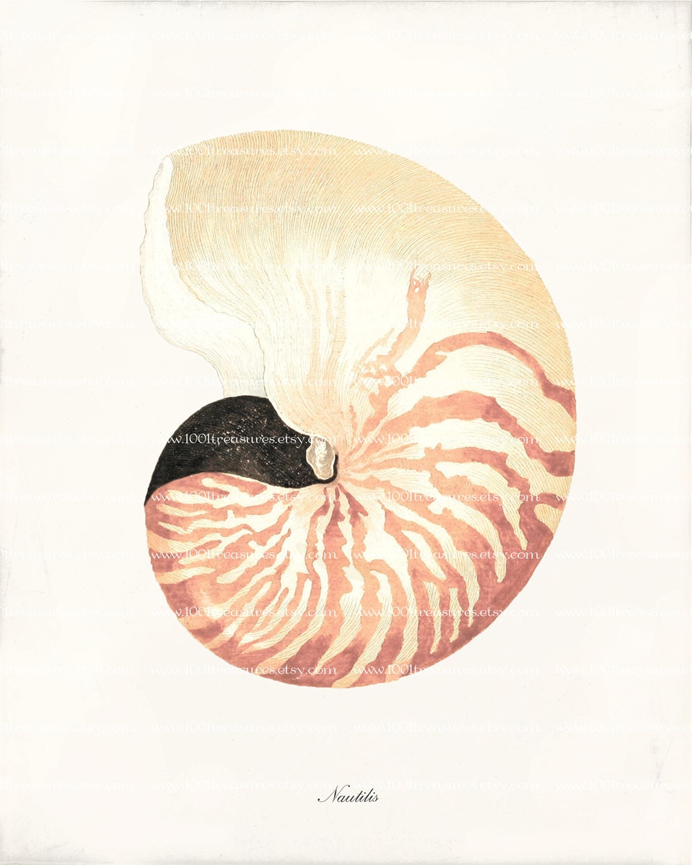 Antique Sea Shell Art Print - 8x10 - Nautilus Shell