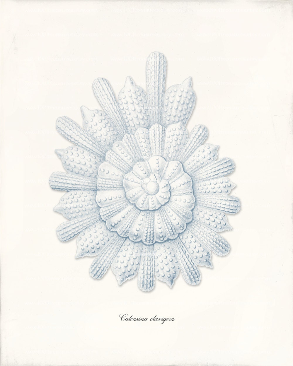 Nautilus Shell Art Print - 8 x 10 - Calcarina clavigera Blue
