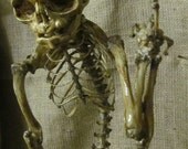 Fetal Skeleton Curiosity On Old English Oak Base MATURE CONTENT