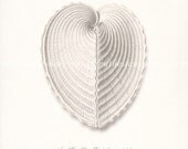 Vintage Angel Wing Sea Shells Natural History Wall Decor Print 8x10