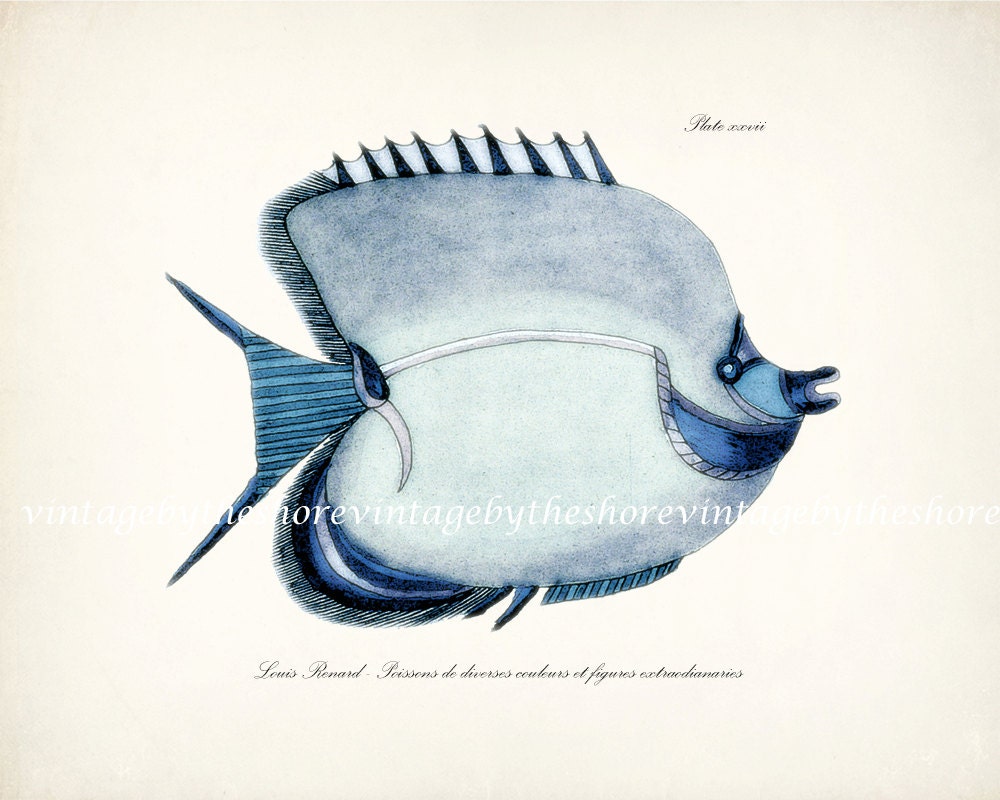 Fish of the Coral Reefs Illustration - Natural History Art Print 10 x 8 Blue