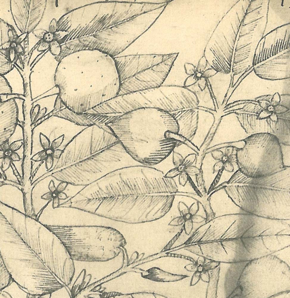 Botanical Sketch Drawing Quiinha Maranhao Brazil Frei Cristovao