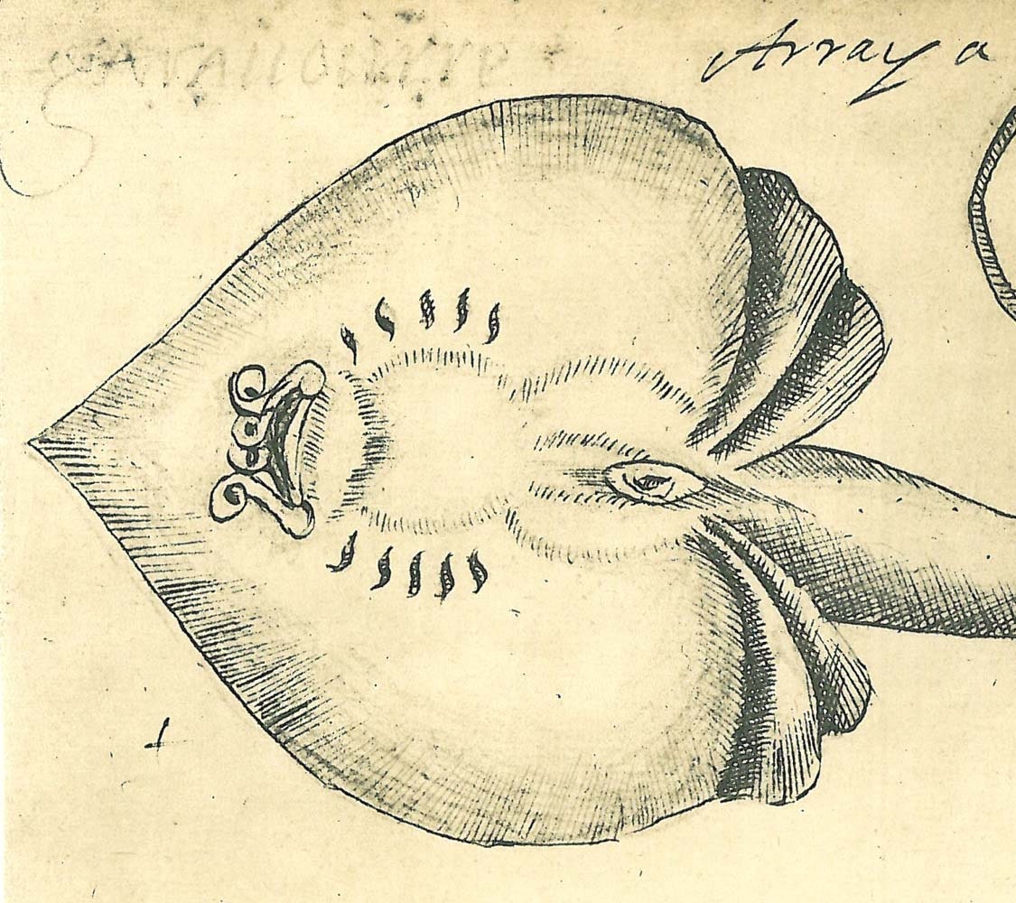 Stingray Fish Sketch Drawing Vintage Facsimile Maranhao Brazil Frei Cristovao