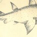 Vintage Fish Print  Sketch Drawing  Maranhao  Brazil Frei Cristovao