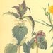 Vintage Botanical Print Plants Gardening