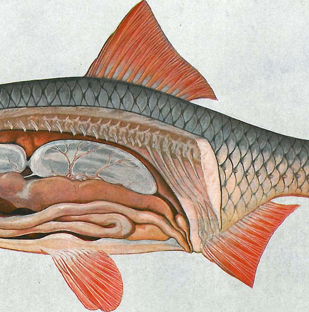 1923 Fish Anatomy Print Fresh water Teaching Vintage Illustration