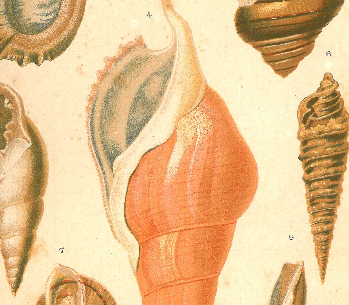 RESERVED 1920 Mollusks Print, Antique Natural History Lithograph Conchs Marine Gastropods