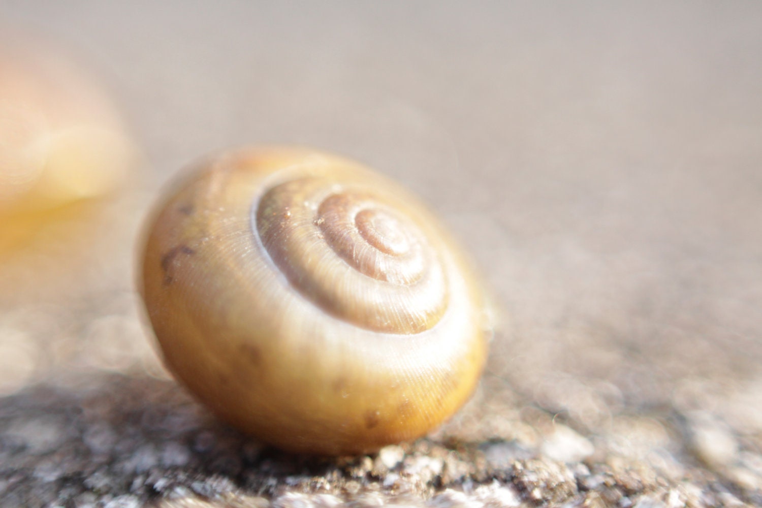 Garden Photography - Snail Print - Macro Photography - Nature, Still Life Photography. Surreal, Dreamy, Abstract.