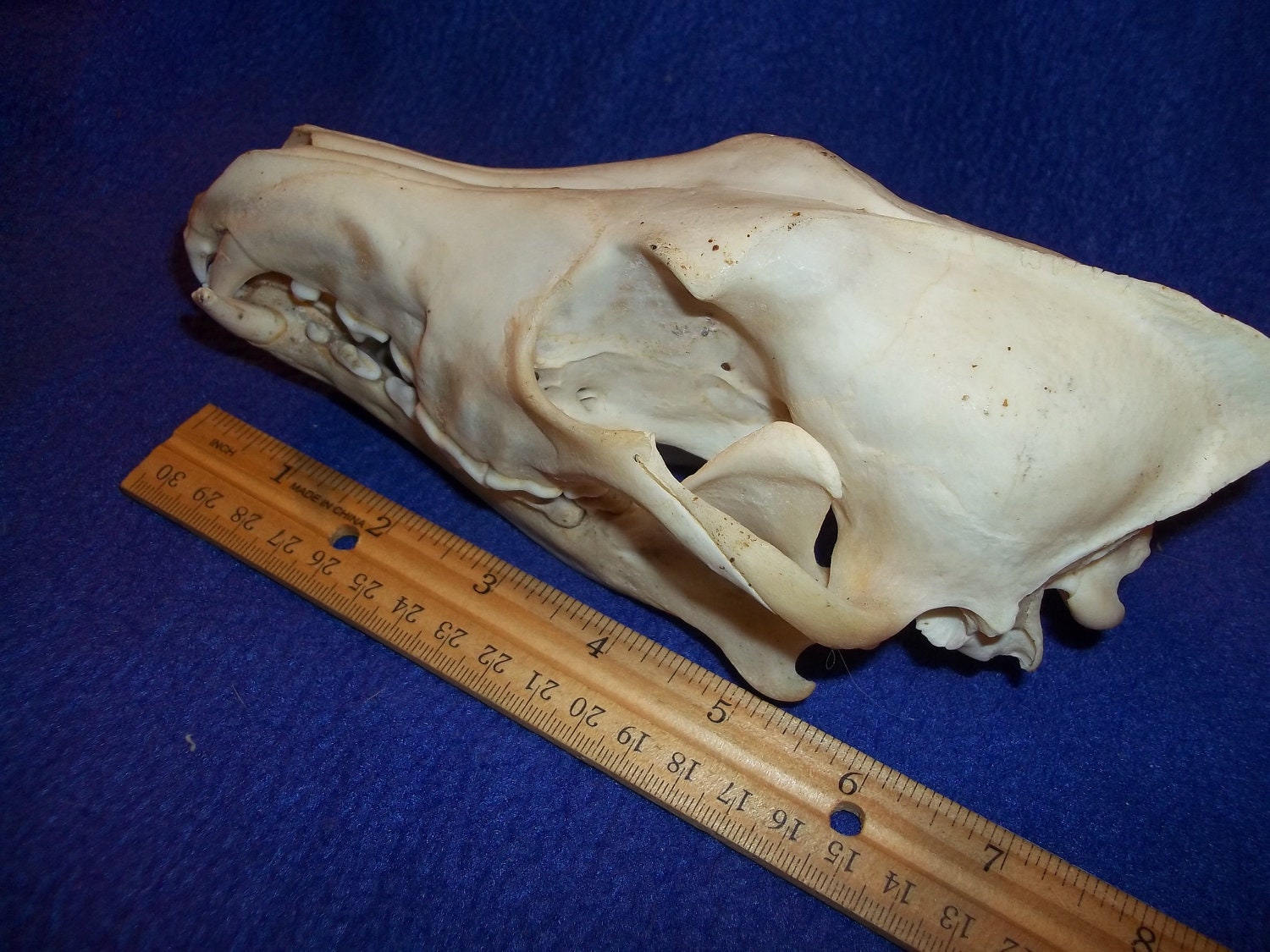Coyote+skull+anatomy