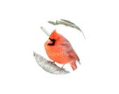 Cardinal-Crimson, Scarlet, Red Fine Art Photography, Bird, Valentines Photograph
