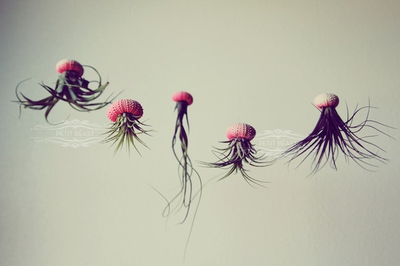 3 OMBRE Jellyfish Air Plant // Hot Pink // Sea Urchin Wedding Favor Decor Gift gradient neon color fade flourescent shell hanging art