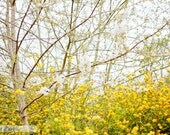 25% Off SALE Nature Photograph. Summer Wall Art. trees branches yellow green 6x9