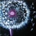 Dandelion "Dandy" Painting LIMITED EDITION print (Ready to Hang) by Erin Paul
