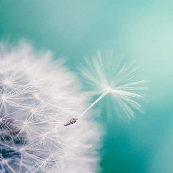 Fine art photography dandelion nature photography 5x5 fine art print teal botanical photograph blue aqua summer spring