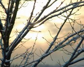 Arctic Glow Landscape- 8x10 Fine Art Nature Photograph cold, snow, winter, tree, warm, cozy, home decor, wall decor, gift
