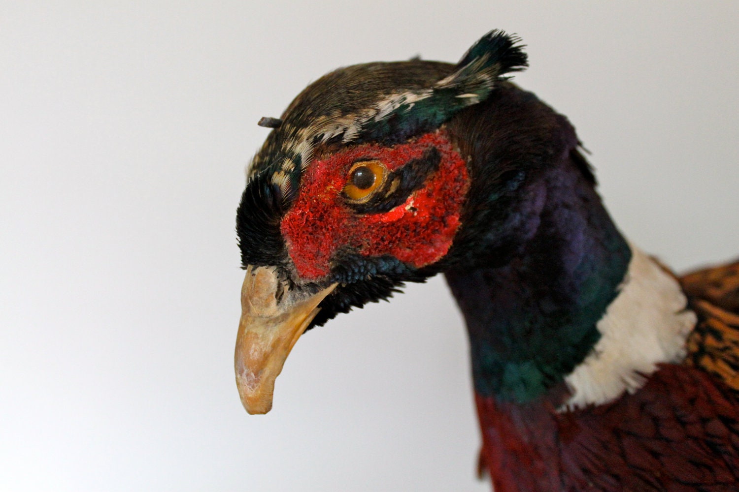 Vintage Taxidermy Ring Neck Pheasant