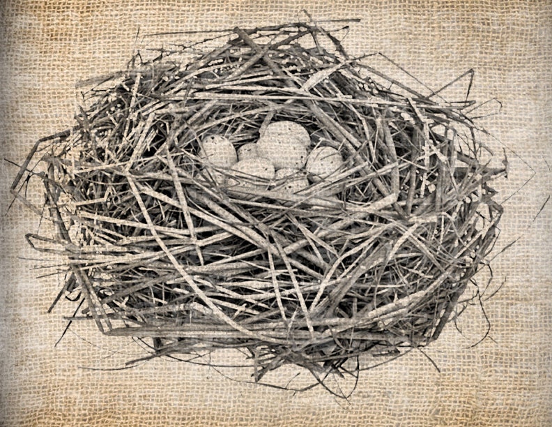 Antique Bird Nest Eggs Digital Download for Dictionary Pages, Papercrafts, Transfer, Pillows, etc.Burlap No 7729