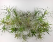 Air Plants  25 mixed plants-Growers Choice Tillandsias of all shapes and sizes.