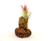 Business Cardholder in Oak and Cork with Air Plant Unique Natural Executive gift Desk Accessory Bosses Gift Coworker Gifts
