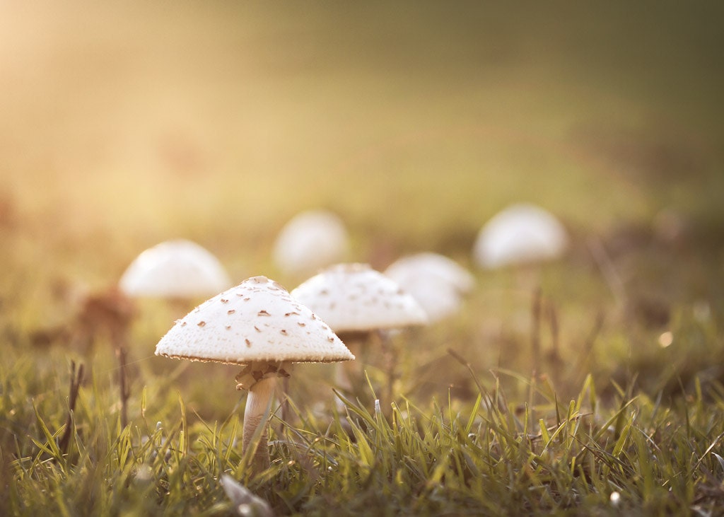 Photograph - Mushrooms Caught in the Sunset 5x7