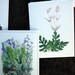 Handmade invitations Watercolor Botanicals Set of 6