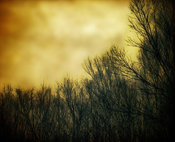 Autumn decor, Halloween photo, October forest, orange and black, bare trees, orange sky, fall photo, - NancyFalsoPhotos