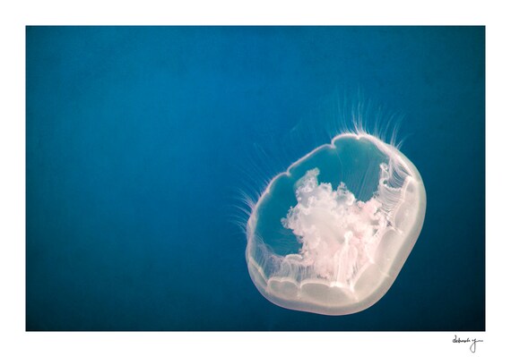 Jellyfish Photo - Aquatic Art Prints, Sea life, Pearl, Jellies, Jelly, Fish, Seaside Decor, Summer, Underwater Art, Lonely Pearl