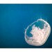 Jellyfish Photo - Aquatic Art Prints, Sea life, Pearl, Jellies, Jelly, Fish, Seaside Decor, Summer, Underwater Art, Lonely Pearl