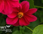 Red Flower Photo - Monet's Garden - Giverny France - Red - Home Decor - 11X14 Print, Nature Photography, gift under 50, photography wall art