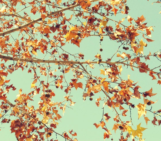Nature Landscape Blue Photography - 8''x10'' photo - 20x25 cm - Autumn Fall Sky Tree Brown Turquoise - Home Wall Decor - Fine Art Print