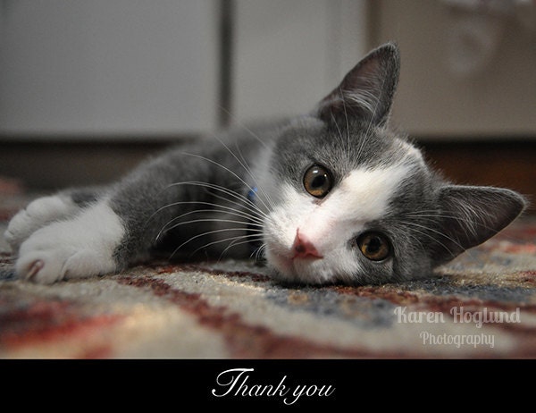 Gray Kitten thank you cards - set of 5