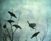 Fighting Flying Crows 6 x 6, Bird Silhouette in a Cloudy Moody Blue Green Sky. Signed Photo Artwork ready to frame. - CatinoCreations